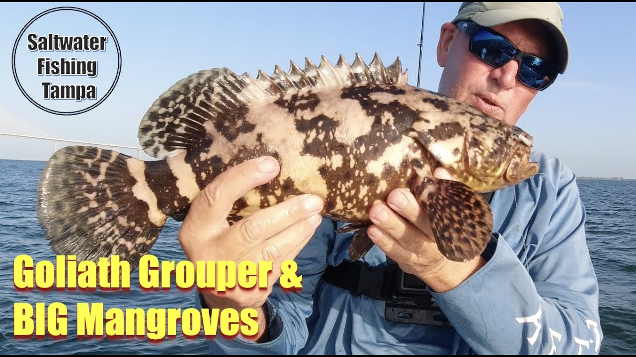 BIG Mangrove Snapper Action HOT in Tampa Bay! Easy to Catch with Cut Bait. Learn How to & Where