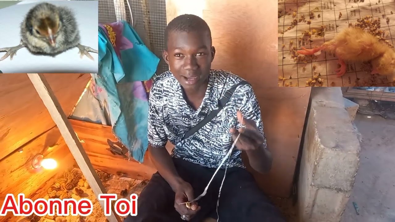 Cause et Solution pour la mal formation des poussin caille