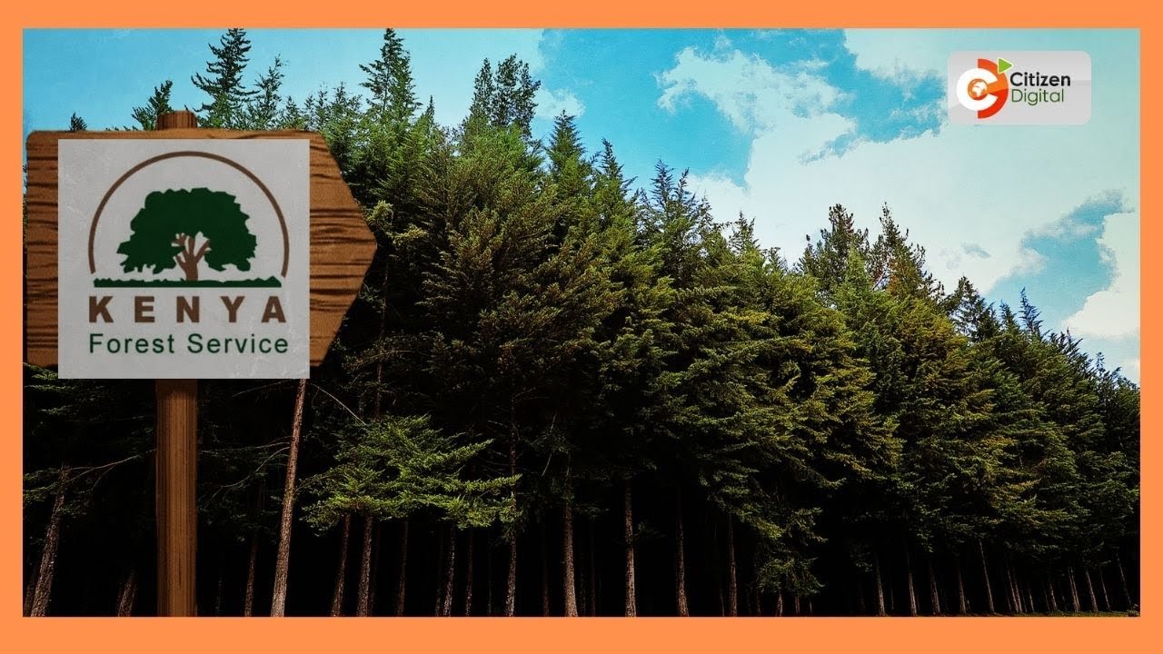 Kenya Forest Service says it has planted 30 million trees in 37 counties