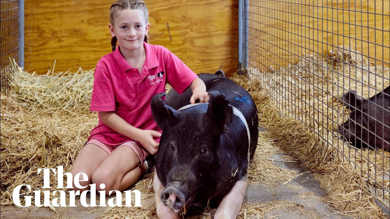 Pig handlers battle it out at the Sydney Royal Easter Show