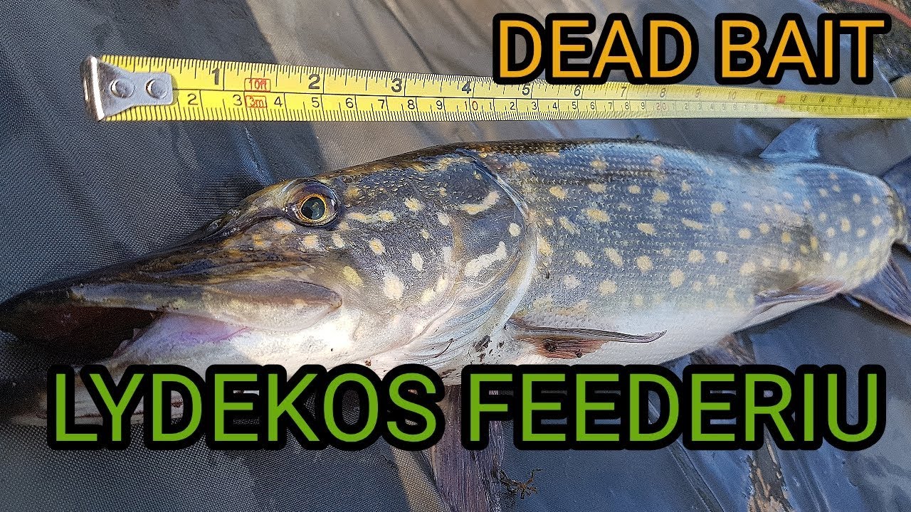 Lydeku žvejyba feederiu | dead bait