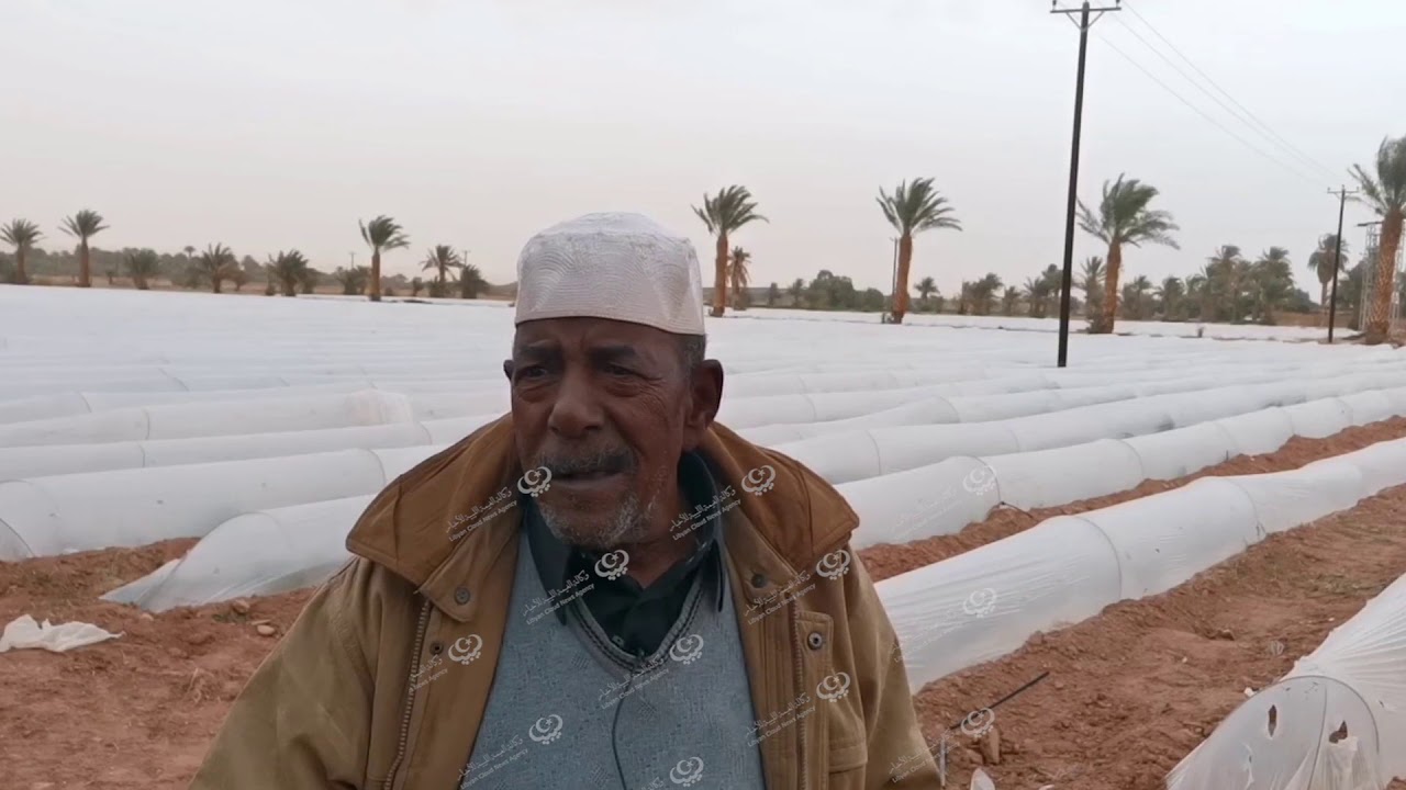 بداية موسم زراعة البطيخ وسط ارتفاع تكاليف الزراعة ومخاوف من الأسواق  LCNA