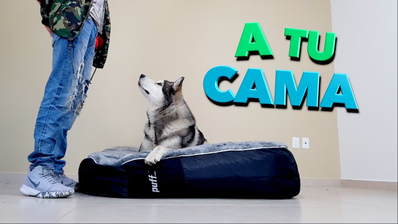 Enséñale a tu perro AMAR su CAMA