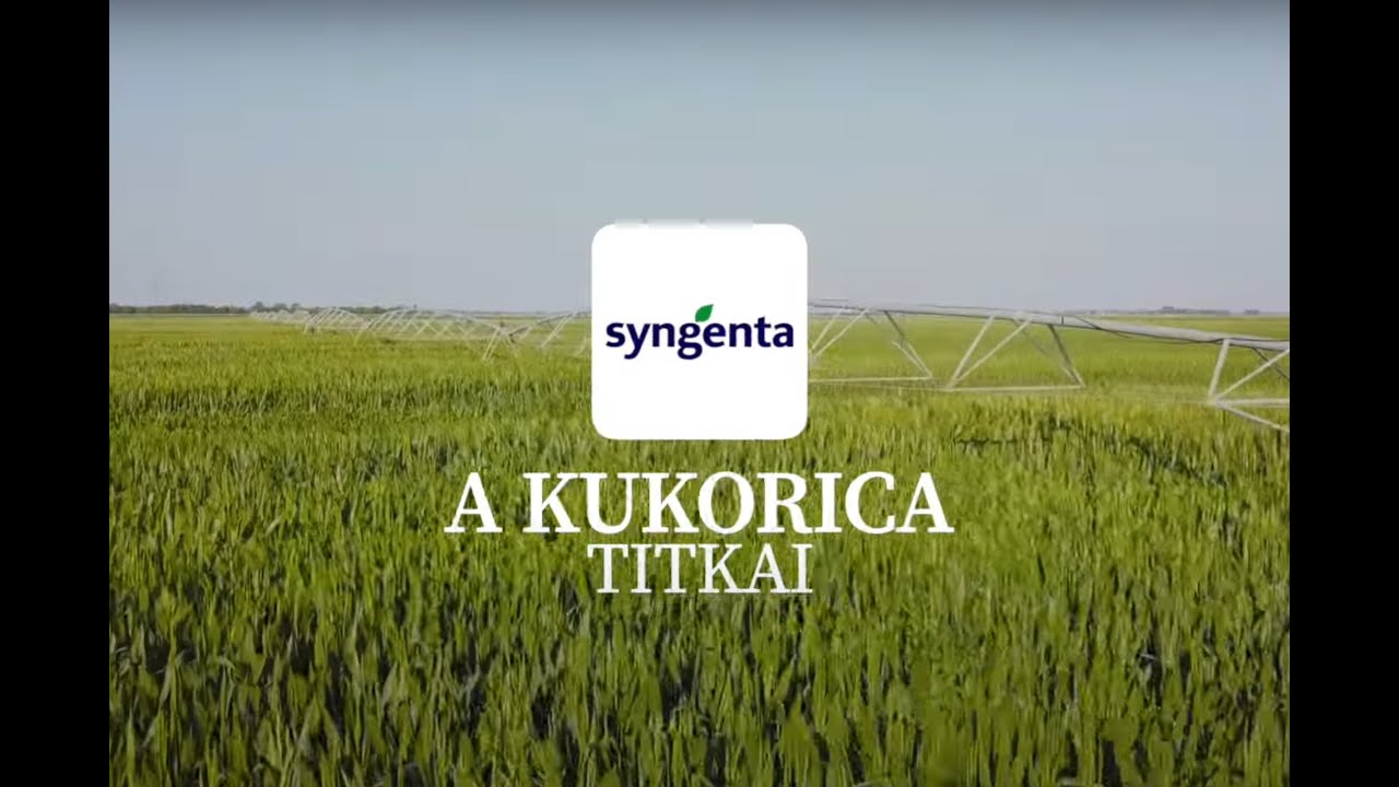 A kukorica titkai - 3. rész | Syngenta