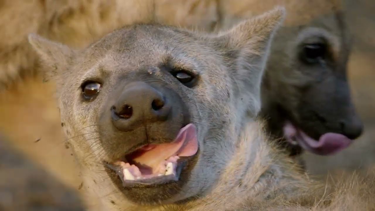Africas Hunters S1E6 | Survivors of the Plains: Hyena Clan of Liuwa