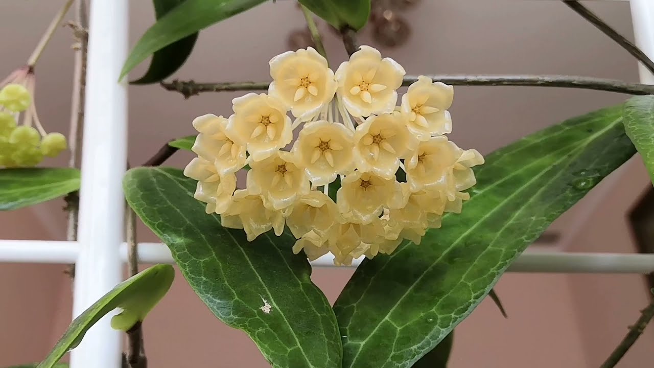 Цветёт хойя Blashernaezii🌿💚 (Блашернейзи)