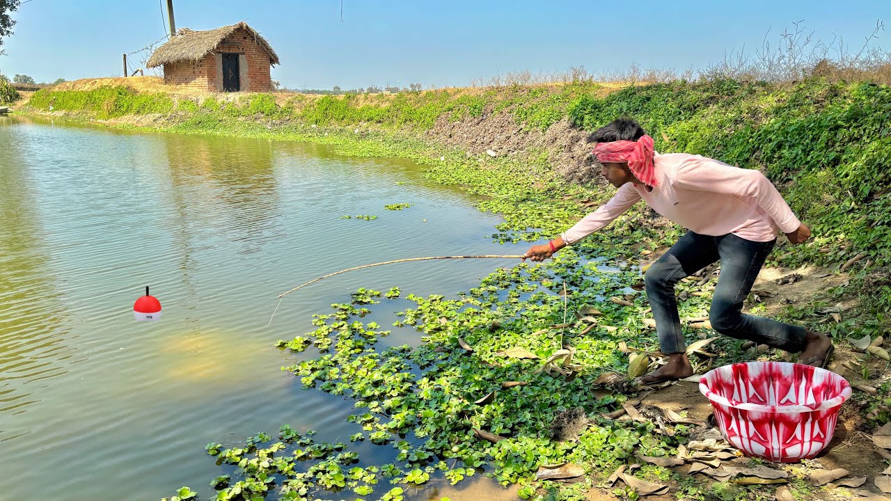 Fishing Video || I would not havebelieved if I had not seen so many fish in the roadside pond