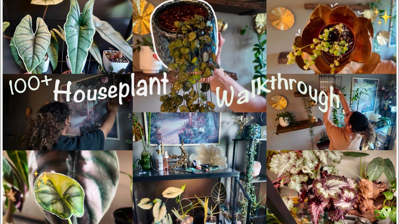 New Plant Shelves | House Plant Tour August 2025