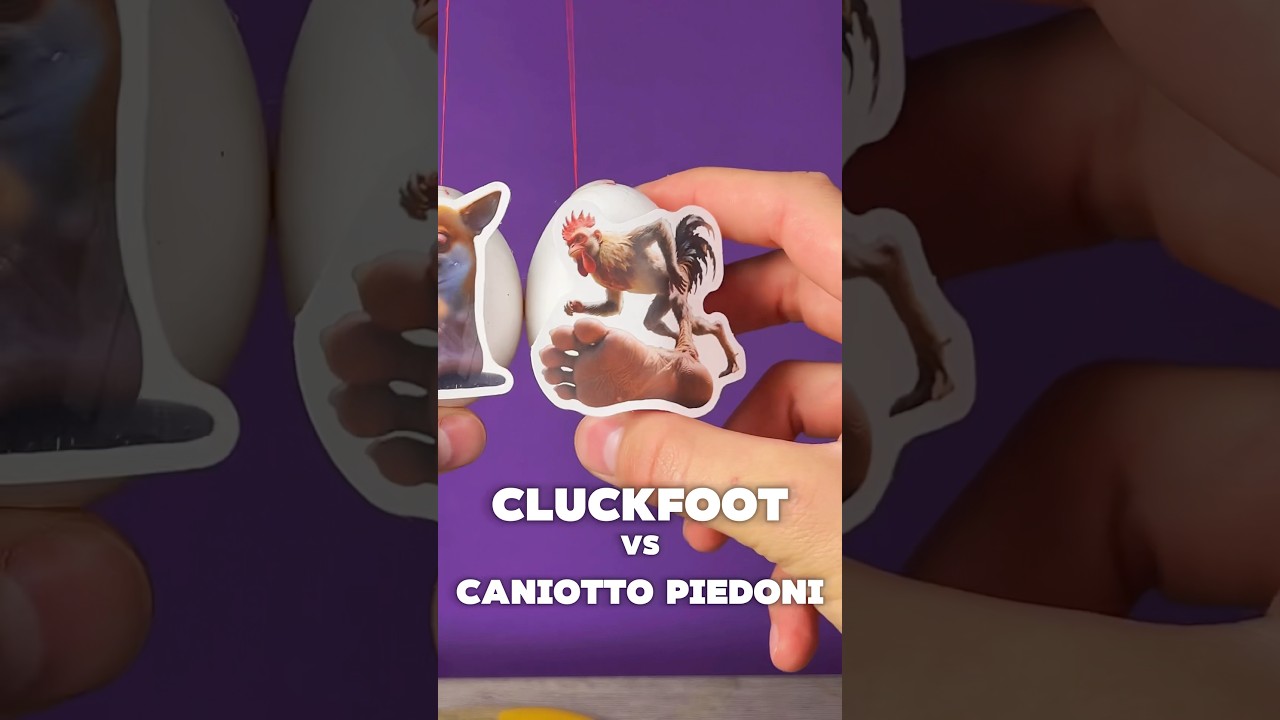 Cluckfoot vs Caniotto Piedoni Egg Battle