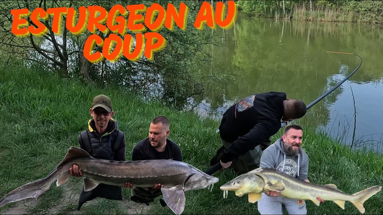 Pêche de L'ESTURGEON A LA CANNE A COUP