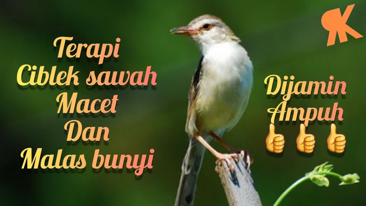 TERAPI CIBLEK SAWAH MACET DAN MALAS BUNYI DI JAMIN AMPUH👍👍