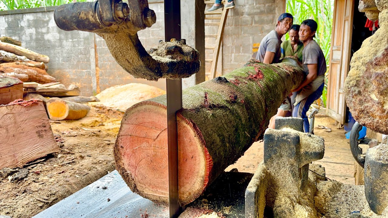 Abundant Sustenance..! Getting Wadang Wood Like This The Boss Will Definitely Make A Big Profit...