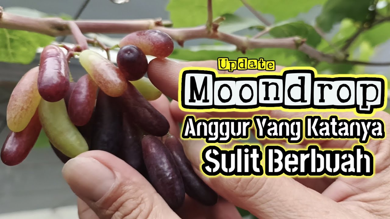 Pahami Cara Membuahkan Anggur Moondrop/Avatar/Sweet Shapire