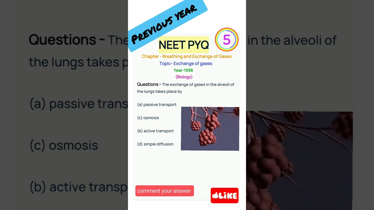 #neet #pyq// Breathing🫁 and exchange of gases //human physiology previous year  questions for neet//