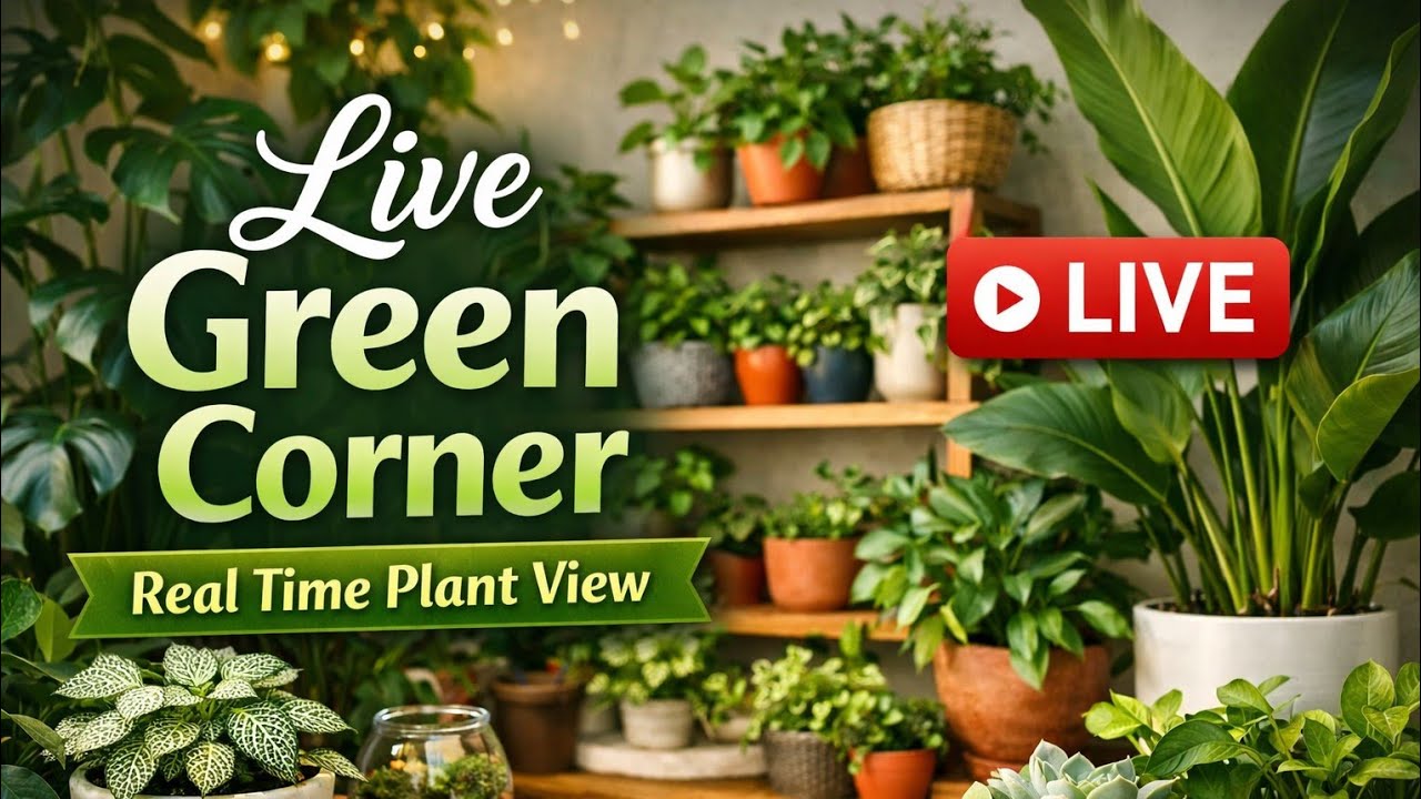 Live Green Corner | Real Time Plant View