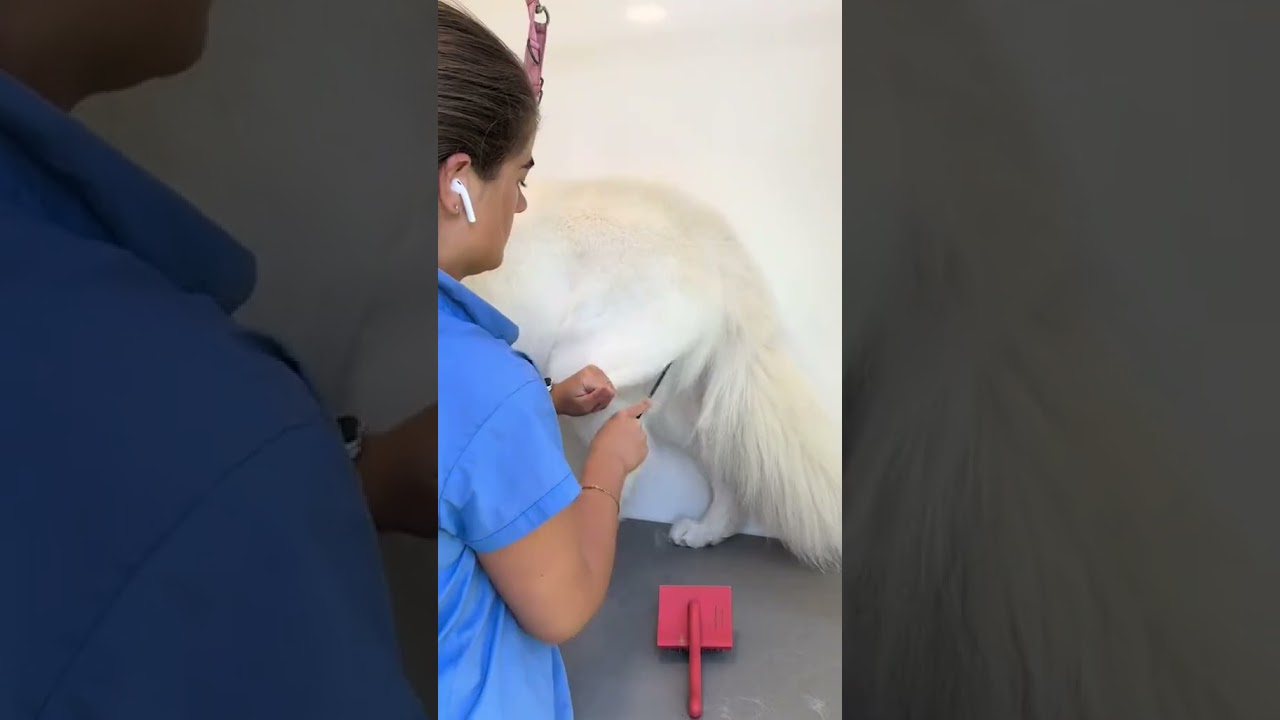 Groom a rare white German Shepherd with me 😱🤍 #germanshepherd #dogs #dogsoftiktok #dogs #cat #dog