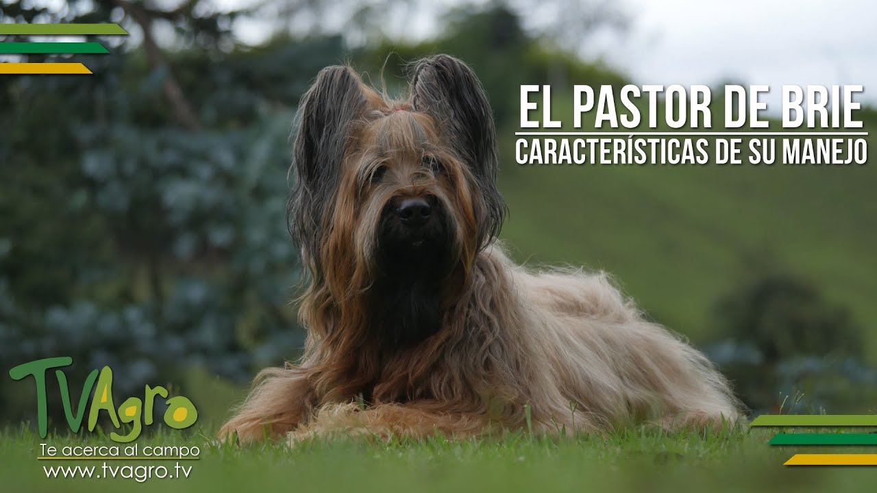 El Pastor de Brie: Características de su Manejo - TvAgro por Juan Gonzalo Angel