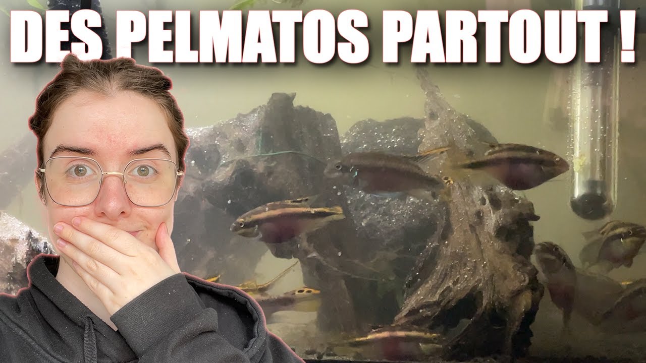 Je suis envahie de pelmatos !! + une dragueuse lourdingue 😂