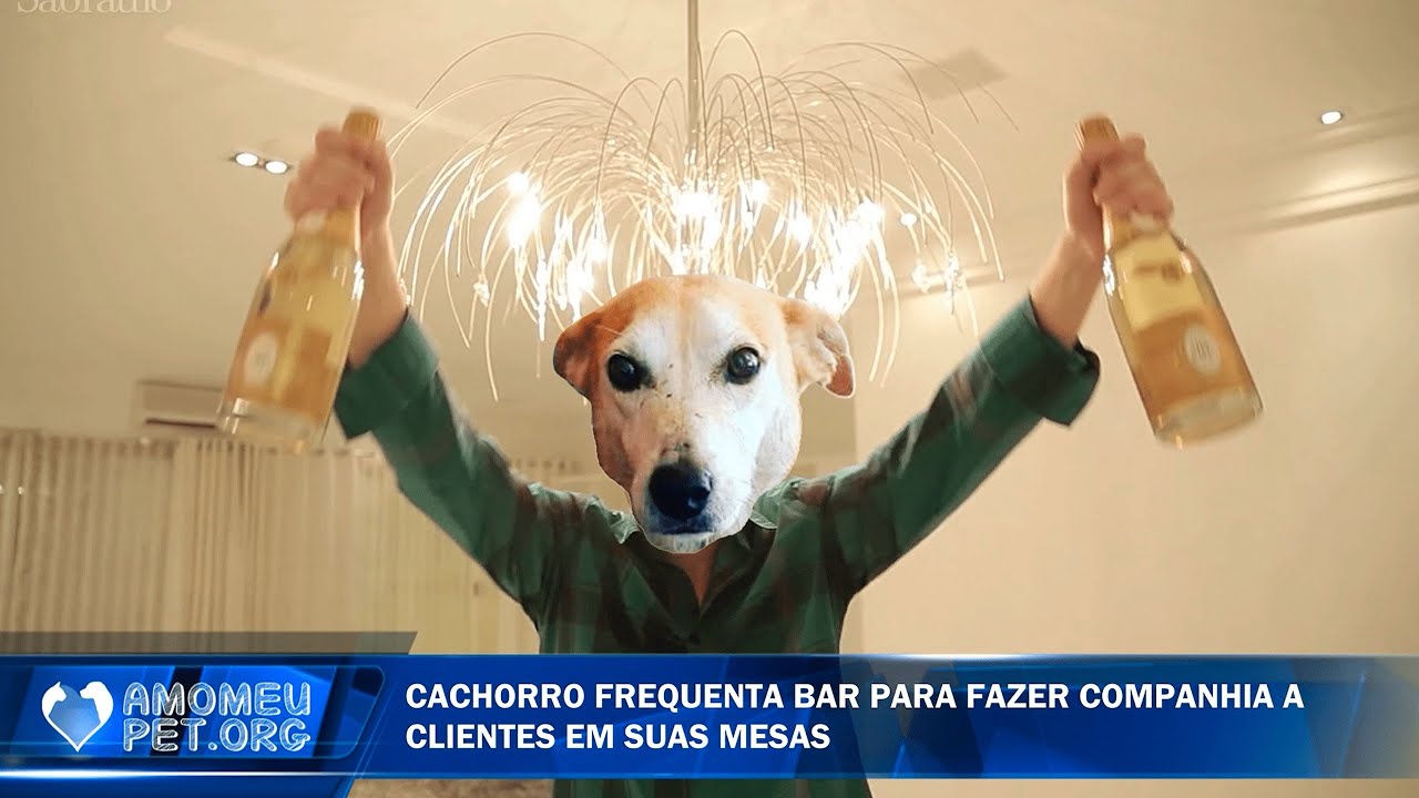 Pets boêmios: Cachorros que amam o bar mais que o próprio lar 🍻🐶 hahaha | Jornalzinho Amo Meu Pet