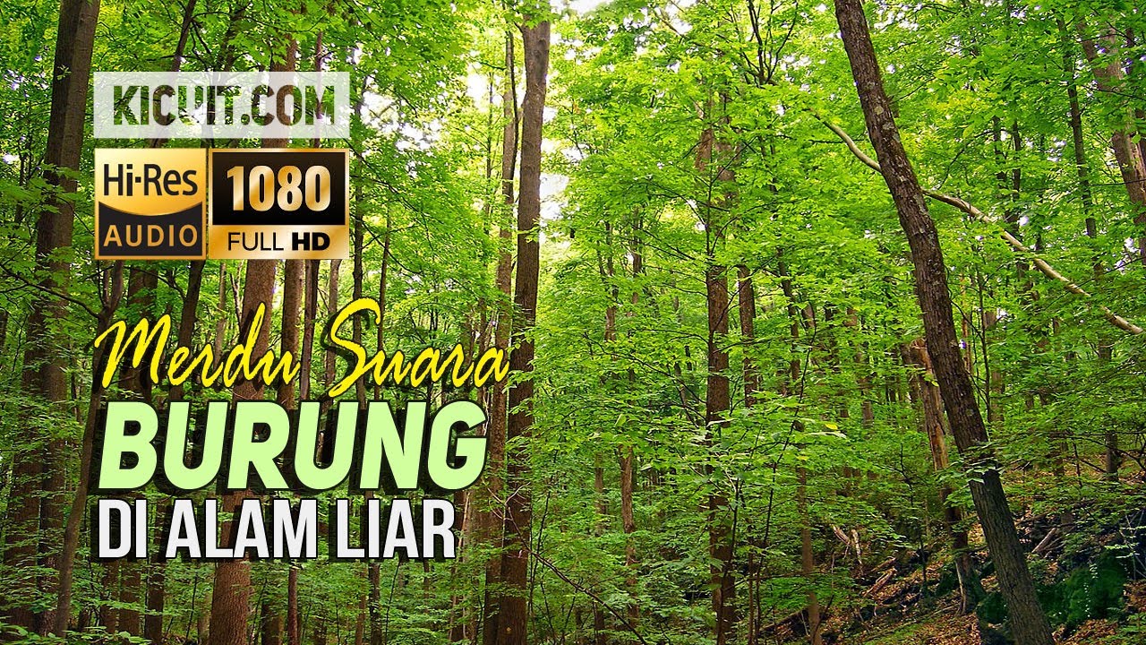 Merdu Suara Kicauan Burung Di Hutan Alam Liar