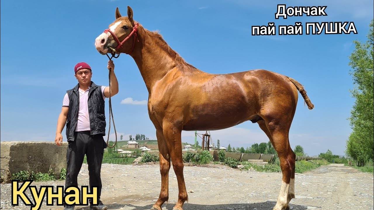 САТЫЛДЫ Баары 🤙ДОНЧАк ТАЗА 😱УЛУК МЫРЗАНЫН ДОНЧАК КУНАНЫ👍8 мая 2021 г.