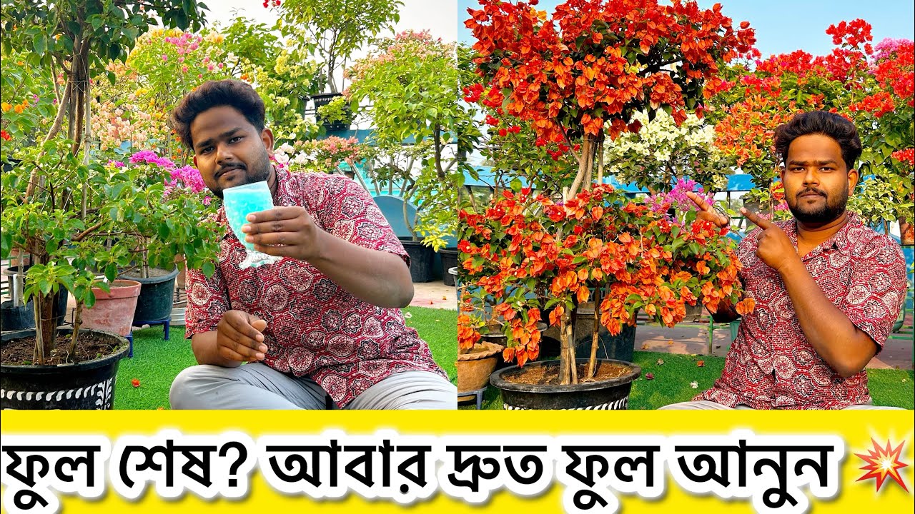 বাগানবিলাস ফুলের বন্যা🌸একবারের পর আবার ফুল আনানোর সিক্রেট ফর্মুলা ✅ Bougainvillea Bloom Booster Tips