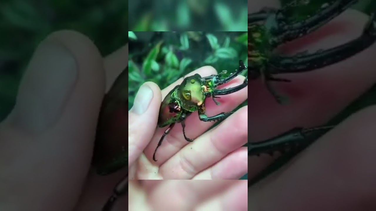 Besouro verde brilhante - insetos Incr&iacute;veis - bichos estranhos