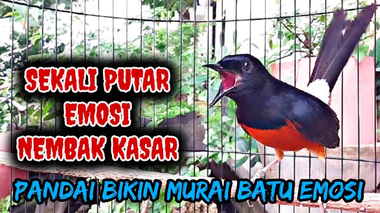 PANCINGAN MURAI BATU GACOR NEMBAK KASAR ‼️ BIKIN MURAI BATU APAPUN LANGSUNG NYAUT DAN EMOSI