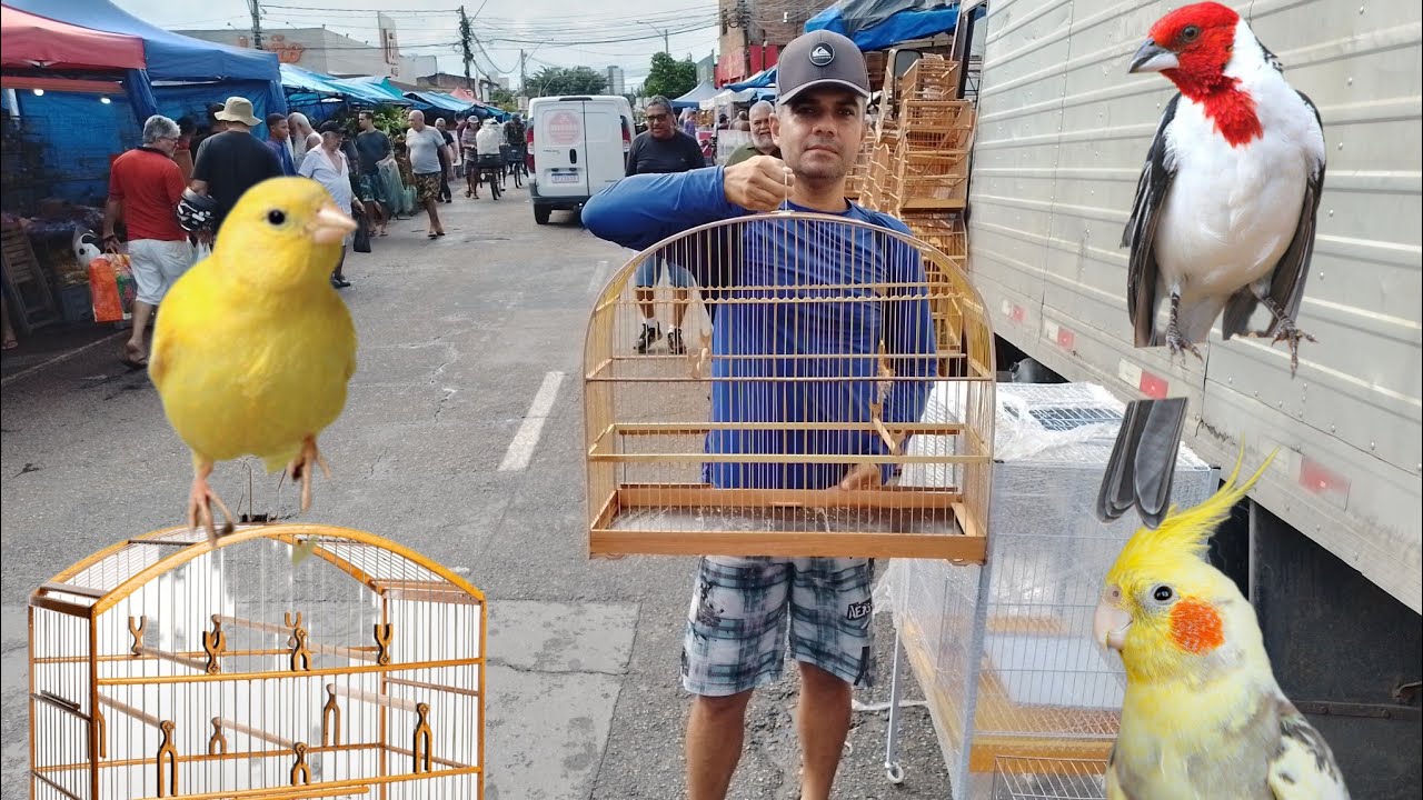 FEIRA DE PASSARINHOS GAIOLAS E AVES DO CORDEIRO RECIFE-PE 