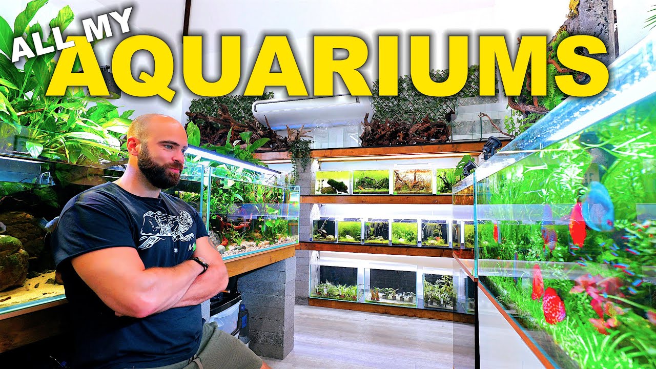 HUGE Fish Room Tour!! 50x Tanks - 1000's of Fish | June 2025
