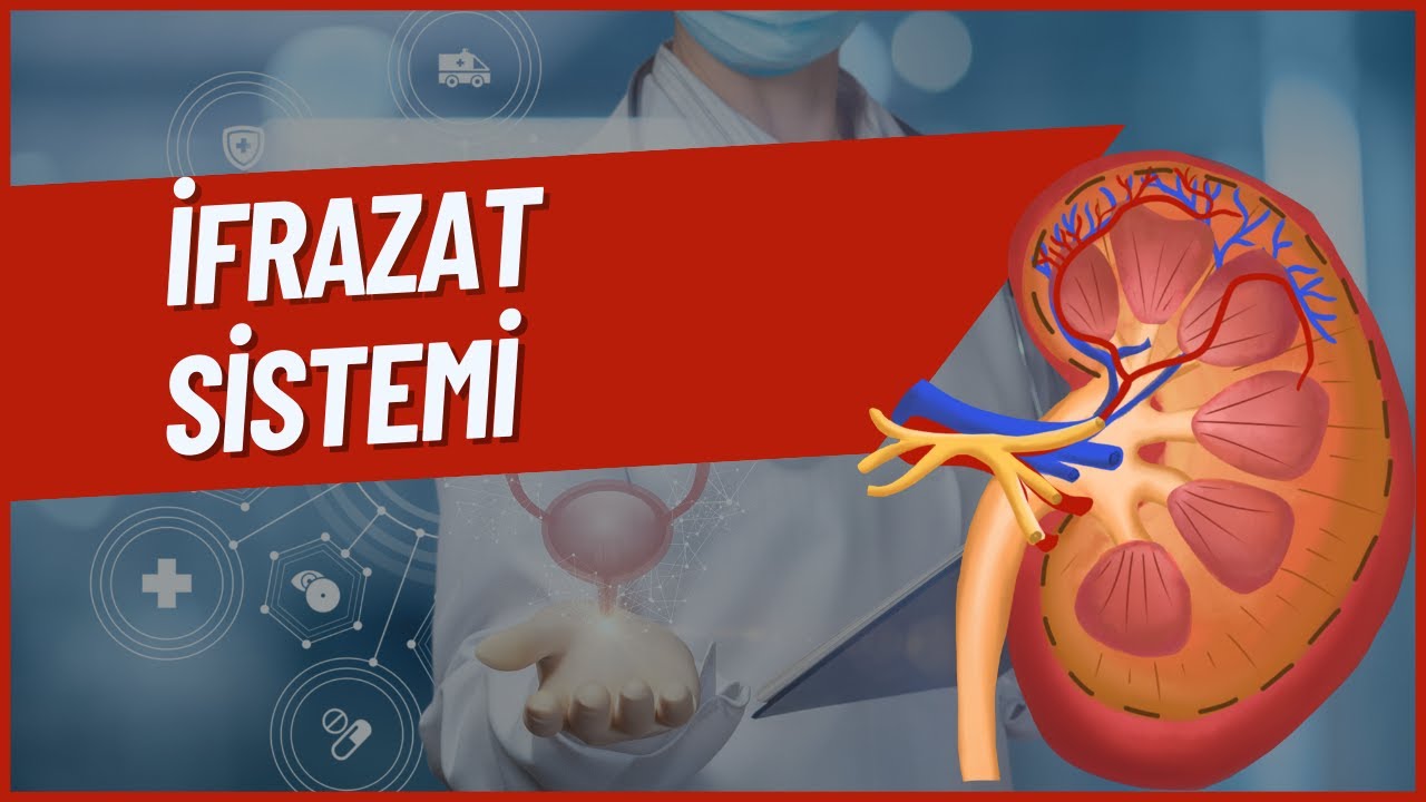 Biologiya- Mövzu izahı.İfrazat sistemi (Sidiyin əmələ gəlməsi)
