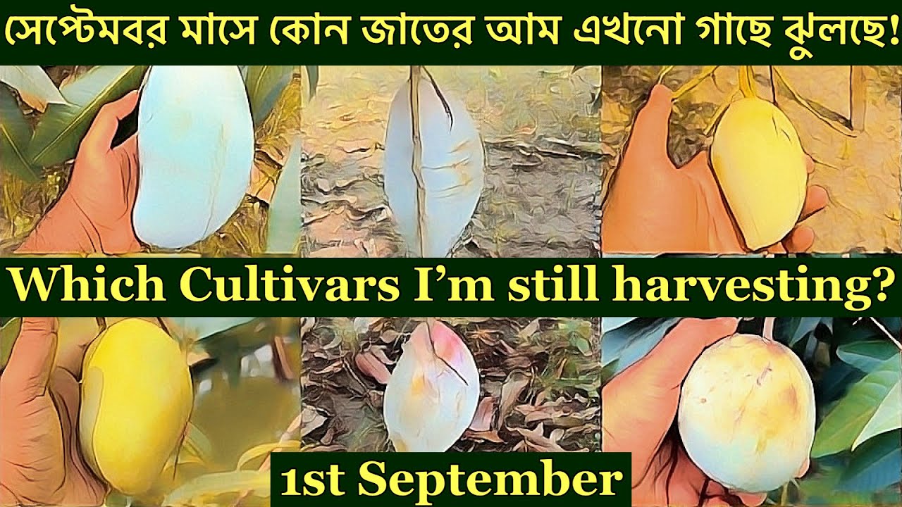 🔥September harvesting #mango varieties🔥সেপ্টেম্বর মাসে কোন জাতের আম ফলন হচ্ছে🔥