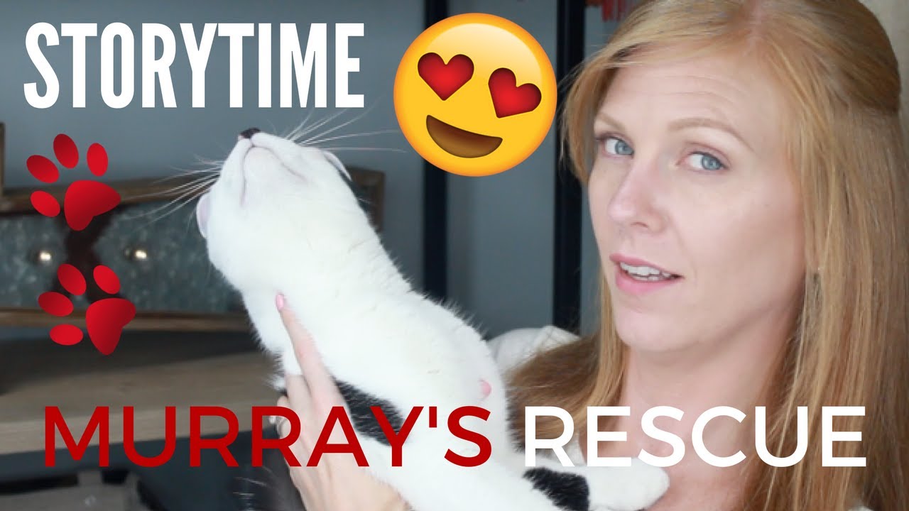 STORYTIME - CAT ADOPTION: MURRAY'S RESCUE STORY
