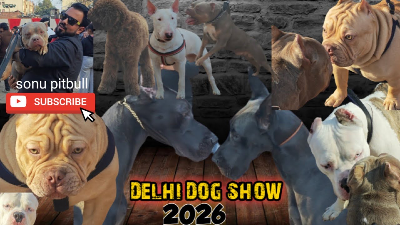 DELHI DOG SHOW 25 JANUARY 2026 #DOGSHOW #delhidogshow @namitaology se mile #winner #dog #dogs 