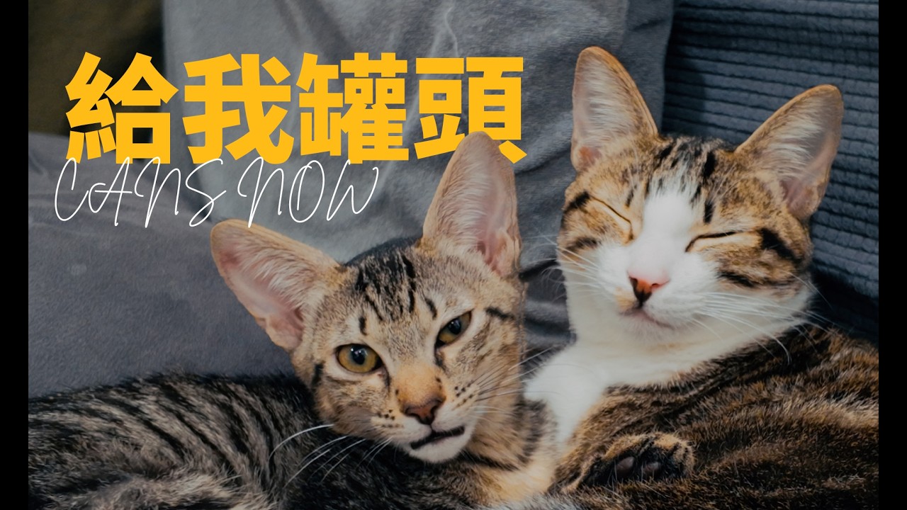 「拍什麼拍，給我罐頭！」呼唬來到家裡的第二十天，隔離已結束，姐姐會幫弟弟出氣｜Bonbon跳日常