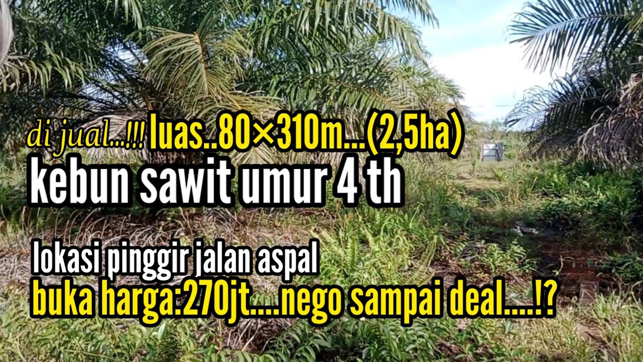cocok dg kantong anda.di jual kebun sawit...!.dekat kota ketapang kalimantan barat.