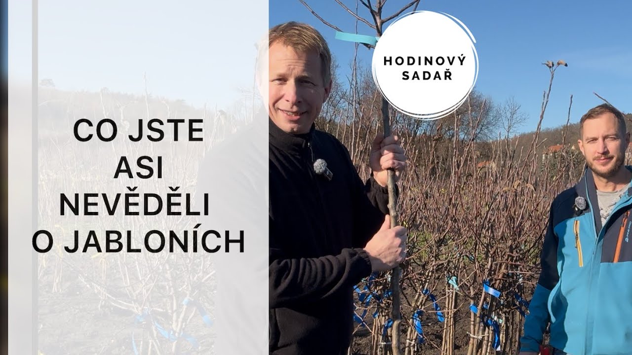 🌳 Třeba právě takovou jabloň máte 🌳 Podnože MM106 a M7 🌳