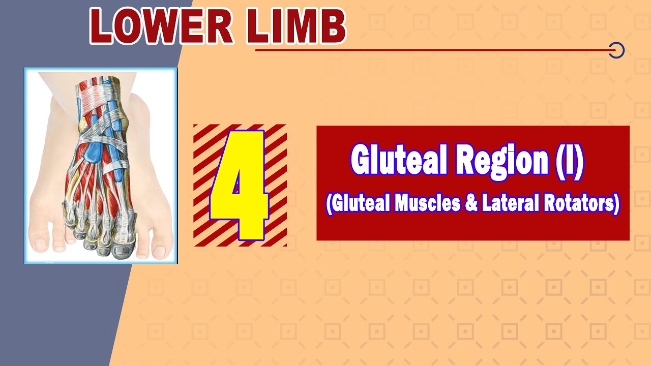 𝟎𝟒. 𝐆𝐥𝐮𝐭𝐞𝐚𝐥 𝐫𝐞𝐠𝐢𝐨𝐧 (𝐈) (𝐆𝐥𝐮𝐭𝐞𝐚𝐥 𝐦𝐮𝐬𝐜𝐥𝐞𝐬 + 𝐒𝐡𝐨𝐫𝐭 𝐥𝐚𝐭𝐞𝐫𝐚𝐥 𝐡𝐢𝐩 𝐫𝐨𝐭𝐚𝐭𝐨𝐫𝐬)