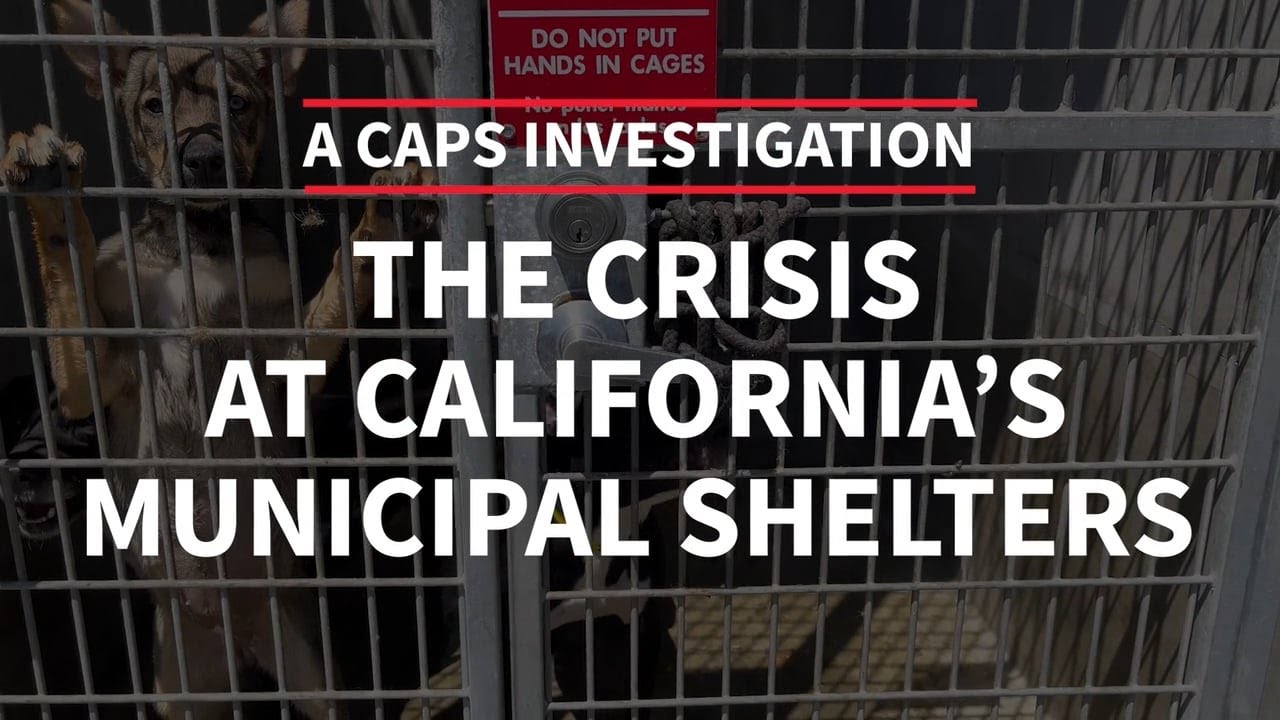 Crisis at California Municipal Shelters | LIVE with CAPS