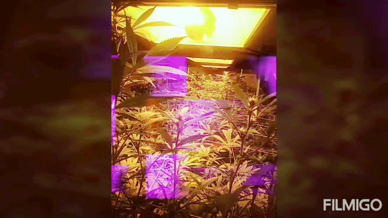 Operation Grow 2019uppot!