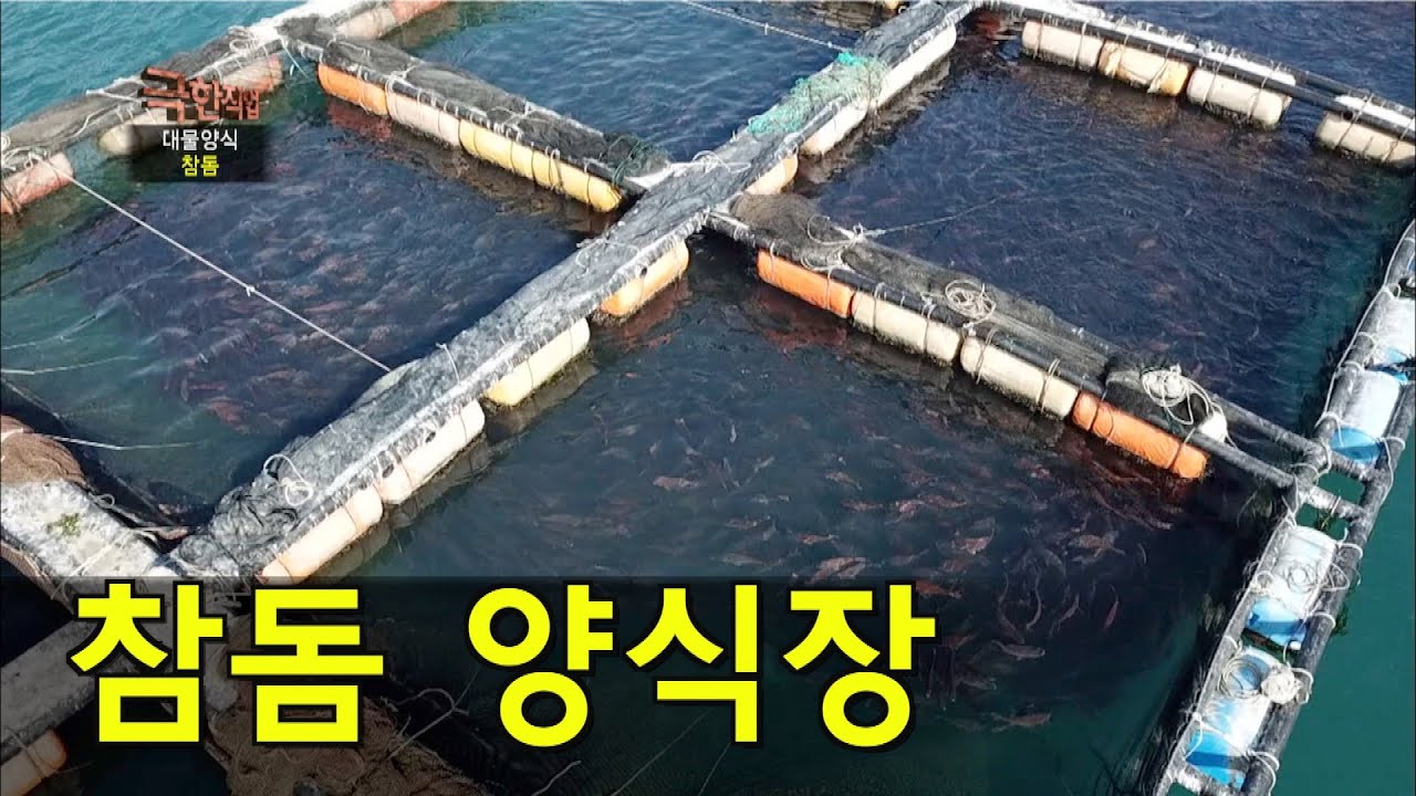 8만 마리의 '참돔'이 사는 곳, 축구장 3개 크기의 남해 가두리 양식장