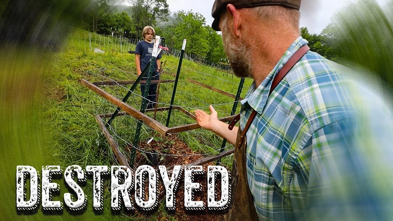 Cows Destroy $10,000s of Potential Fruit Trees