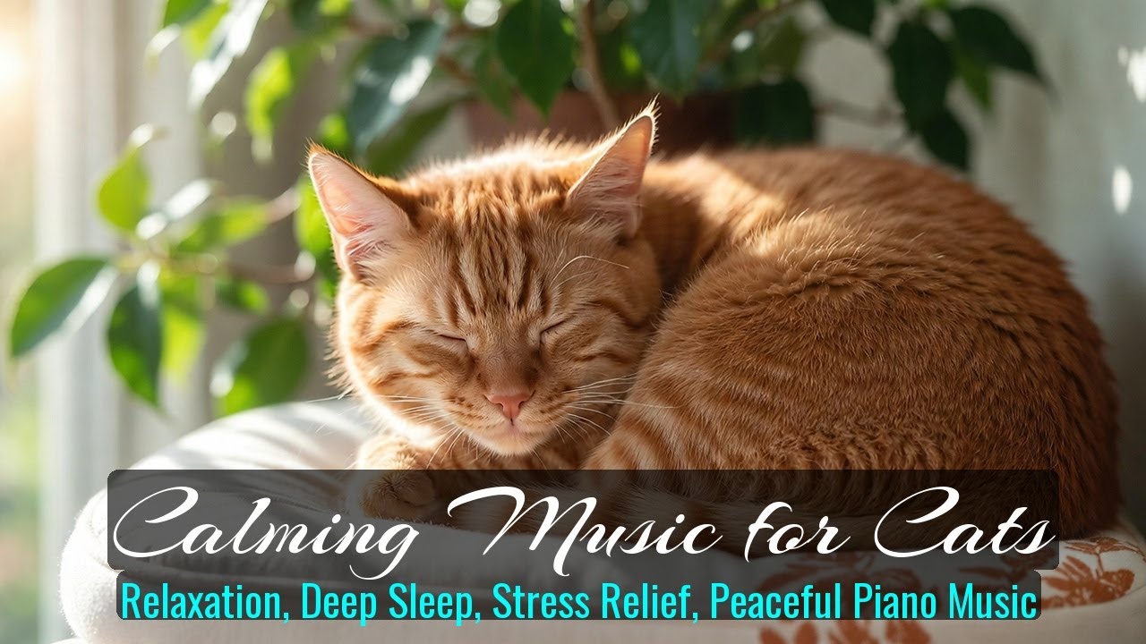 LIVE Relaxing Sleeping Cats for Bedtime 🌙 | Season 15