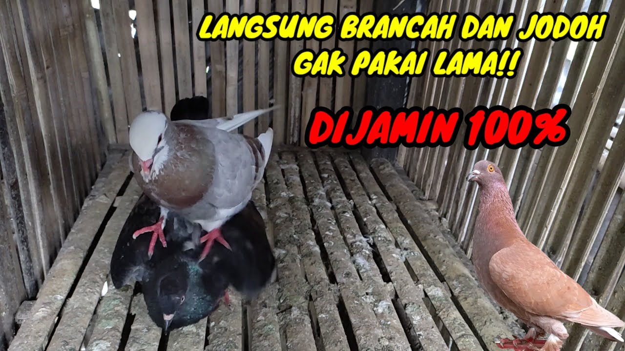 CARA PALING CEPAT BRANCAHKAN MERPATI JANTAN || membrancahkan burung dara