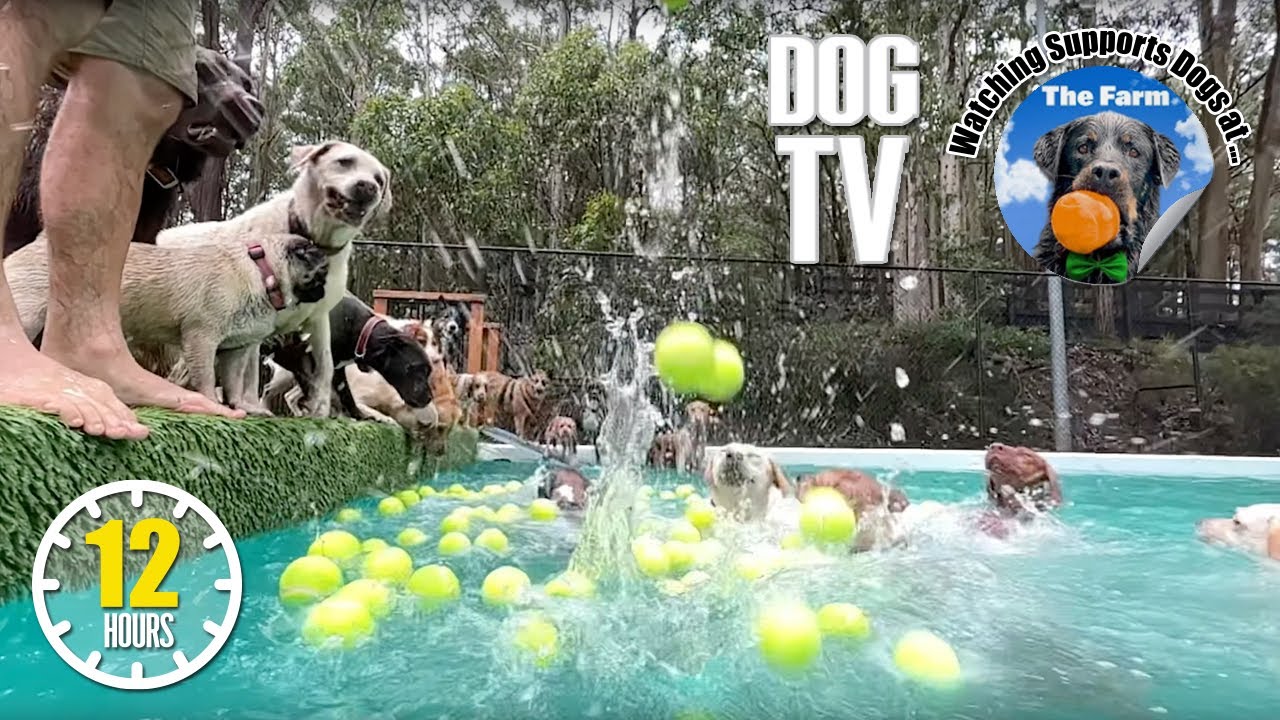 💦🐕 Dog Daycare TV 🎾🐕 Dogs Playing 🐶 Anti Anxiety Dog Music 🎵 YouTube Dog Videos for Dogs to Watch