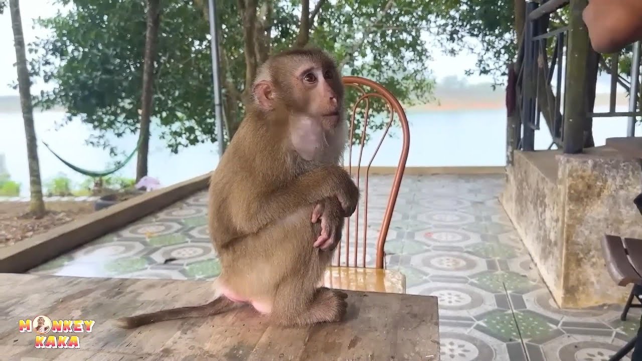 Monkey Kaka folded his arms and begged his dad to take him home. How pitiful.
