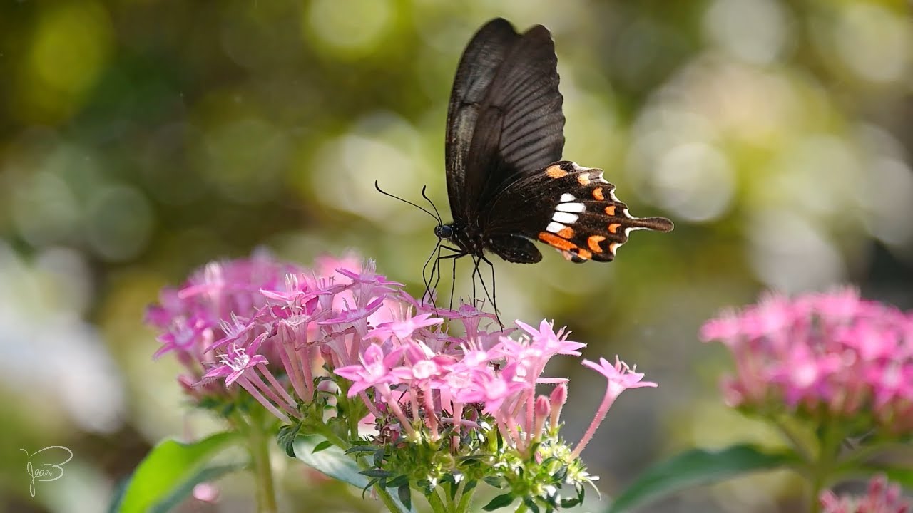 Serene Moments of Butterfly Watching and Enjoyment #relaxing #nature #butterfly