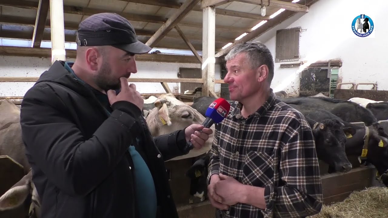 -Farma muznih krava Kmetije Malenšek u Sloveniji -