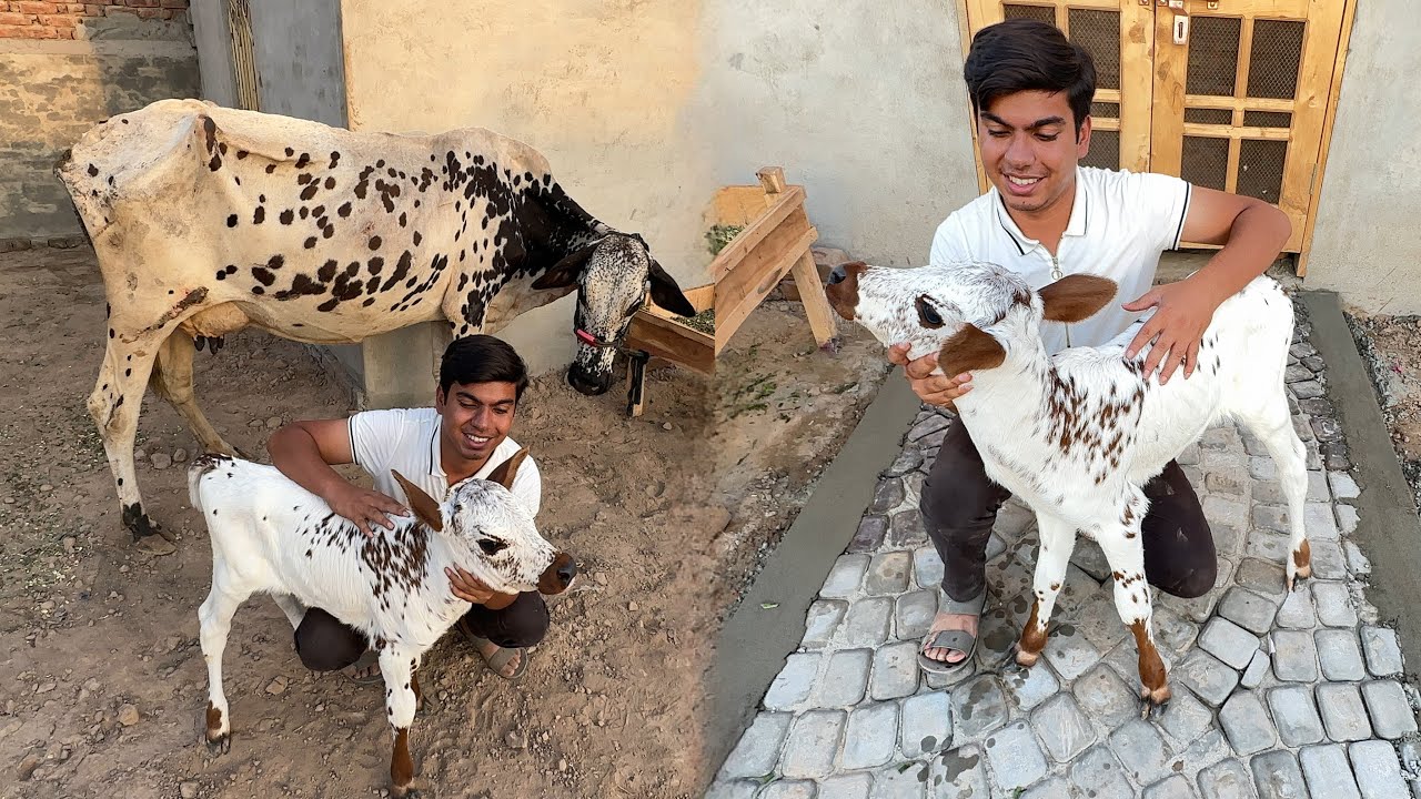 Zoo Me Baby Cow Or Cow Agai 😍