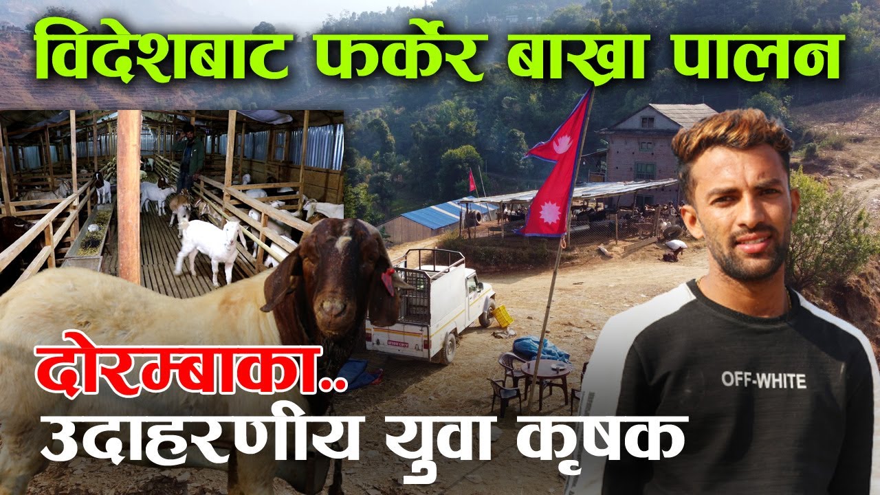 पहाडमा भर्खरका युवाको रहरलाग्दो बाख्रा पालन, ६ लाखबाट सुरु गरेर अहिले ५५ लाखको लगानी ! │Nepal Chitra